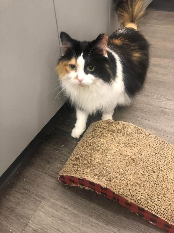 Peony, an adopted Domestic Long Hair in Cleveland, OH image 3/4