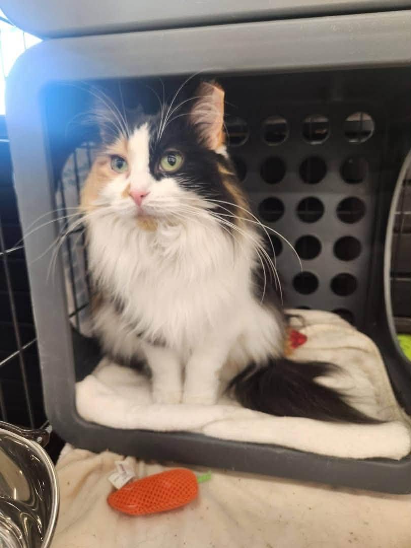 Peony, an adopted Domestic Long Hair in Cleveland, OH image 2/4