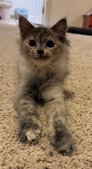 Emily, adopted, Kitten Female Domestic Short Hair.