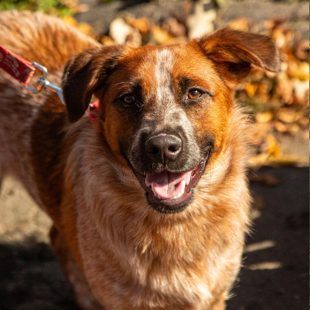 Enlarge Swiper, a Adoptable Terrier in Bloomfield, CT image 1/3