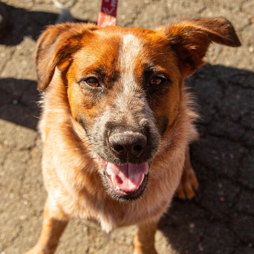 Enlarge Swiper, a Adoptable Terrier in Bloomfield, CT image 2/3