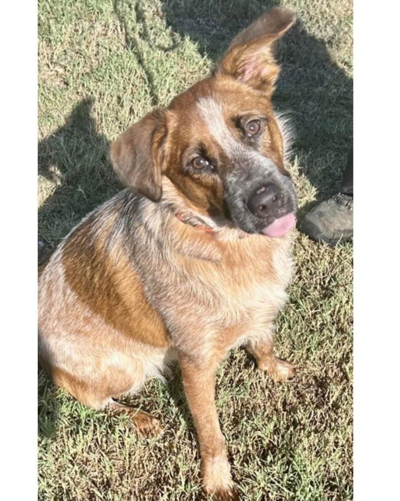 Enlarge Swiper, a Adoptable Terrier in Bloomfield, CT image 3/3