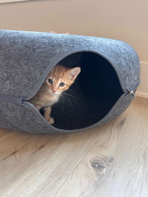 Austin, Adopted, Kitten Male Domestic Short Hair & Tabby.