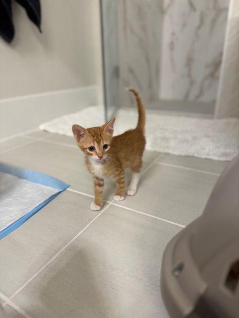 Enlarge Austin, a Adopted mixed breed in Rosenberg, TX image 2/3