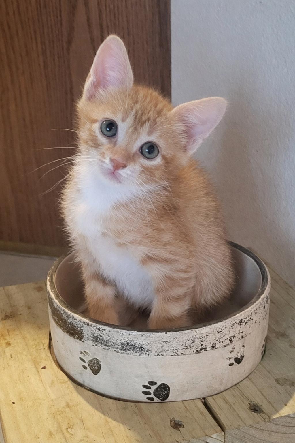 Enlarge Austin, a Adopted mixed breed in Rosenberg, TX image 3/3