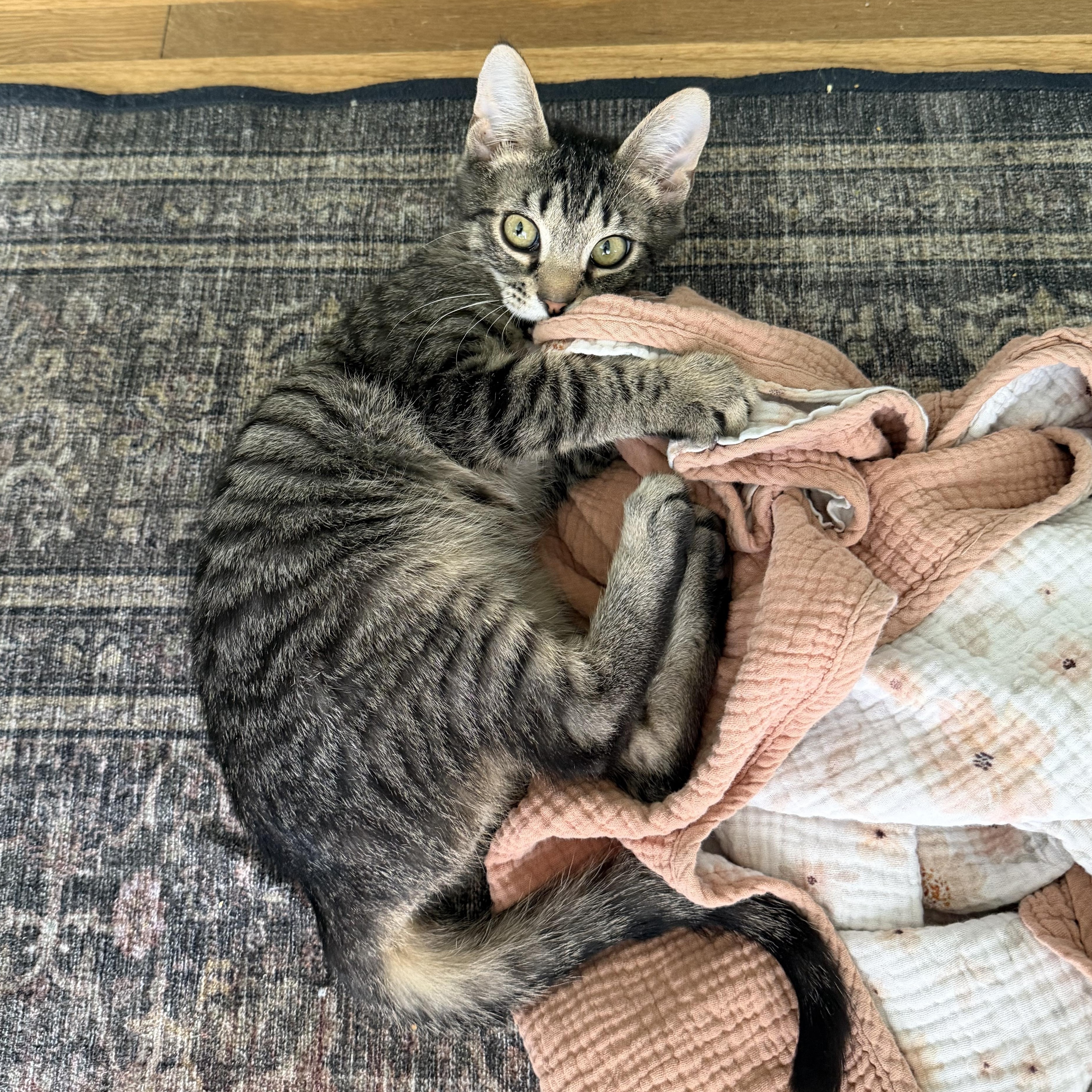 Enlarge Knick-Knack, an adopted Tabby in Brick, NJ image 4/5