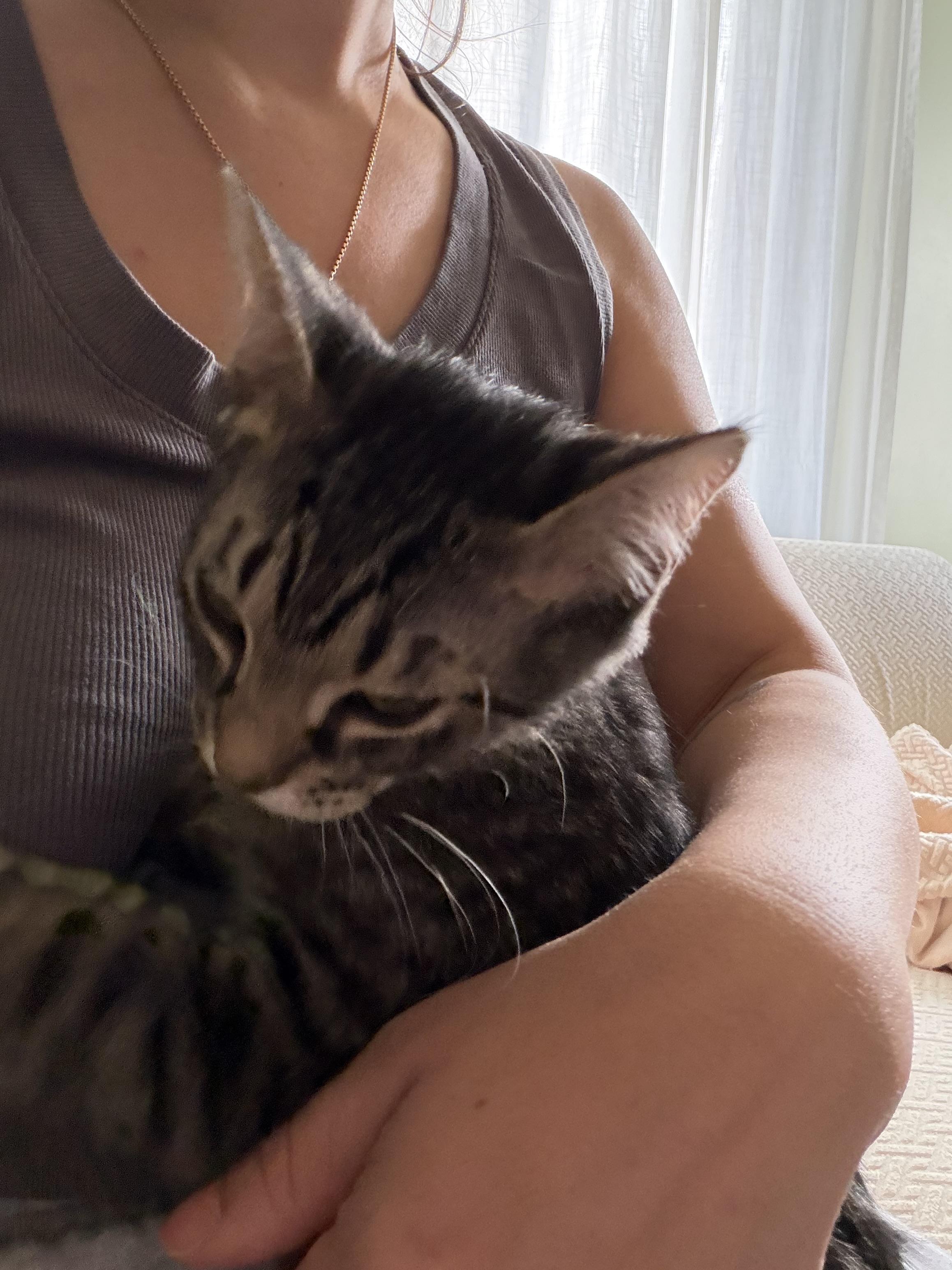 Enlarge Knick-Knack, an adopted Tabby in Brick, NJ image 3/5