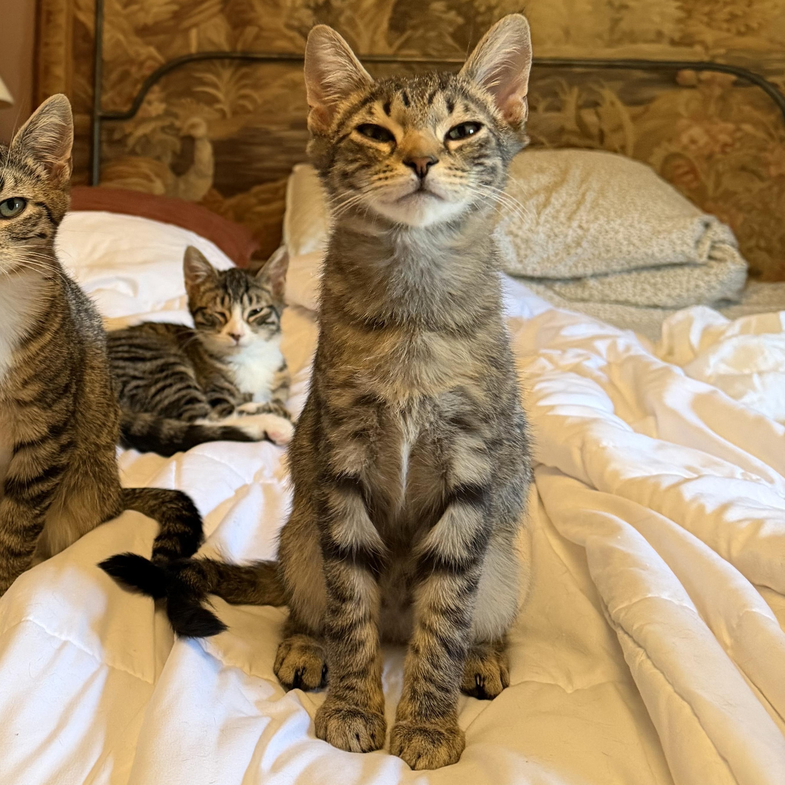 Knick-Knack, ADOPTABLE, Kitten Male Tabby.