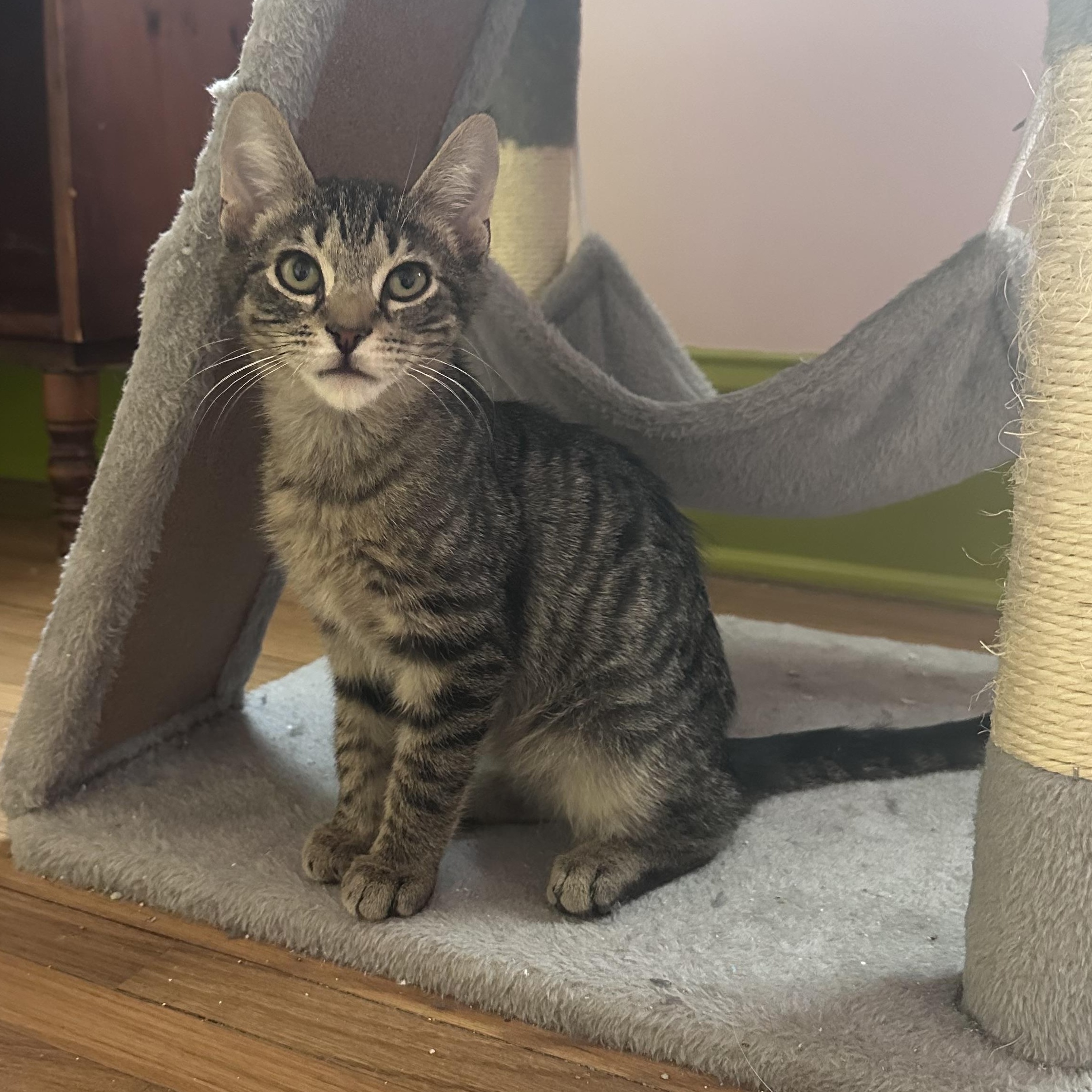 Knick-Knack, ADOPTABLE, Kitten Male Tabby.