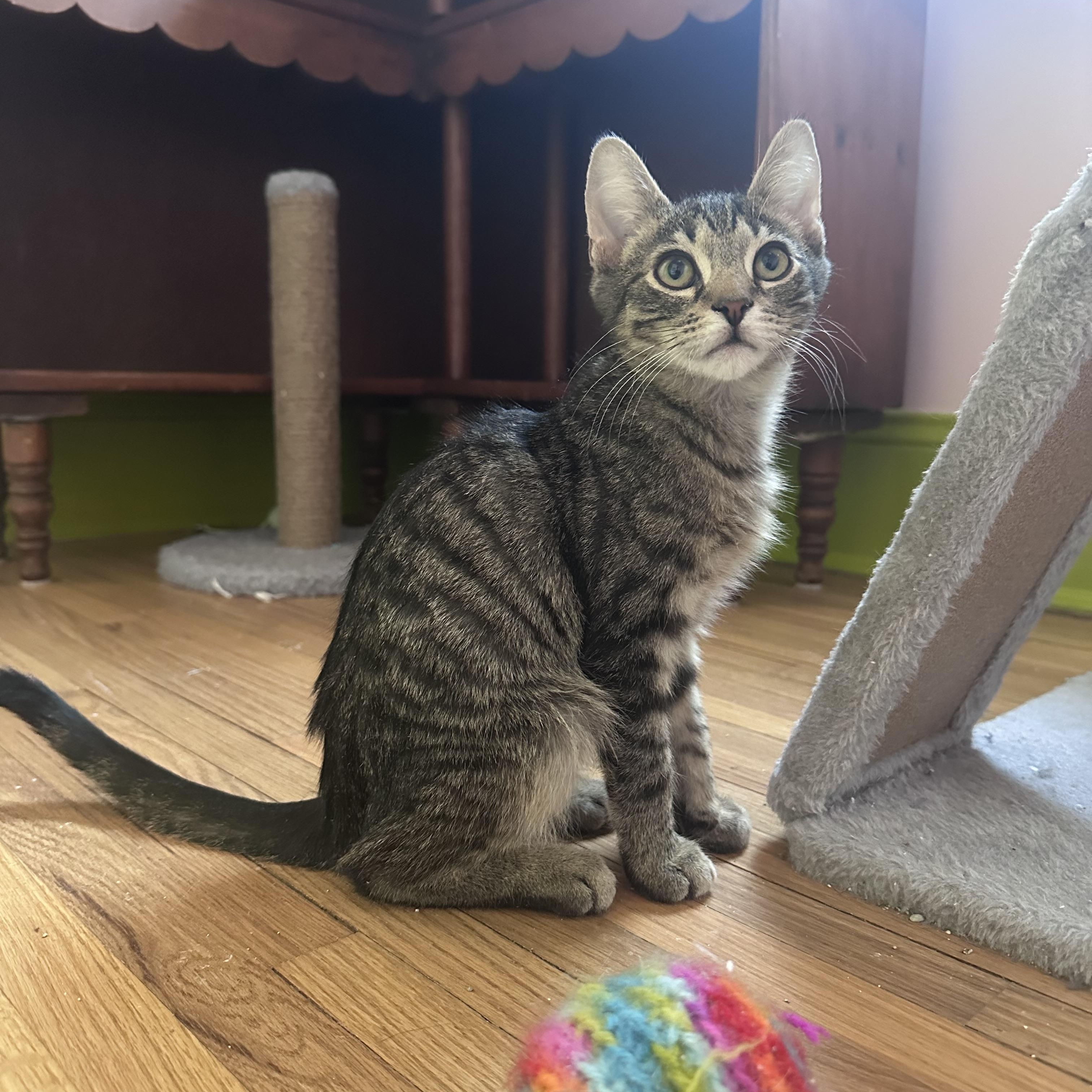 Enlarge Knick-Knack, an adopted Tabby in Brick, NJ image 2/5