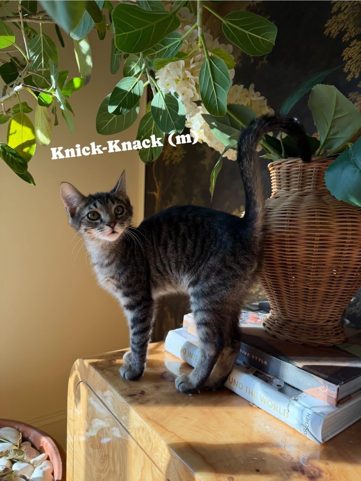 Enlarge Knick-Knack, an adopted Tabby in Brick, NJ image 5/5