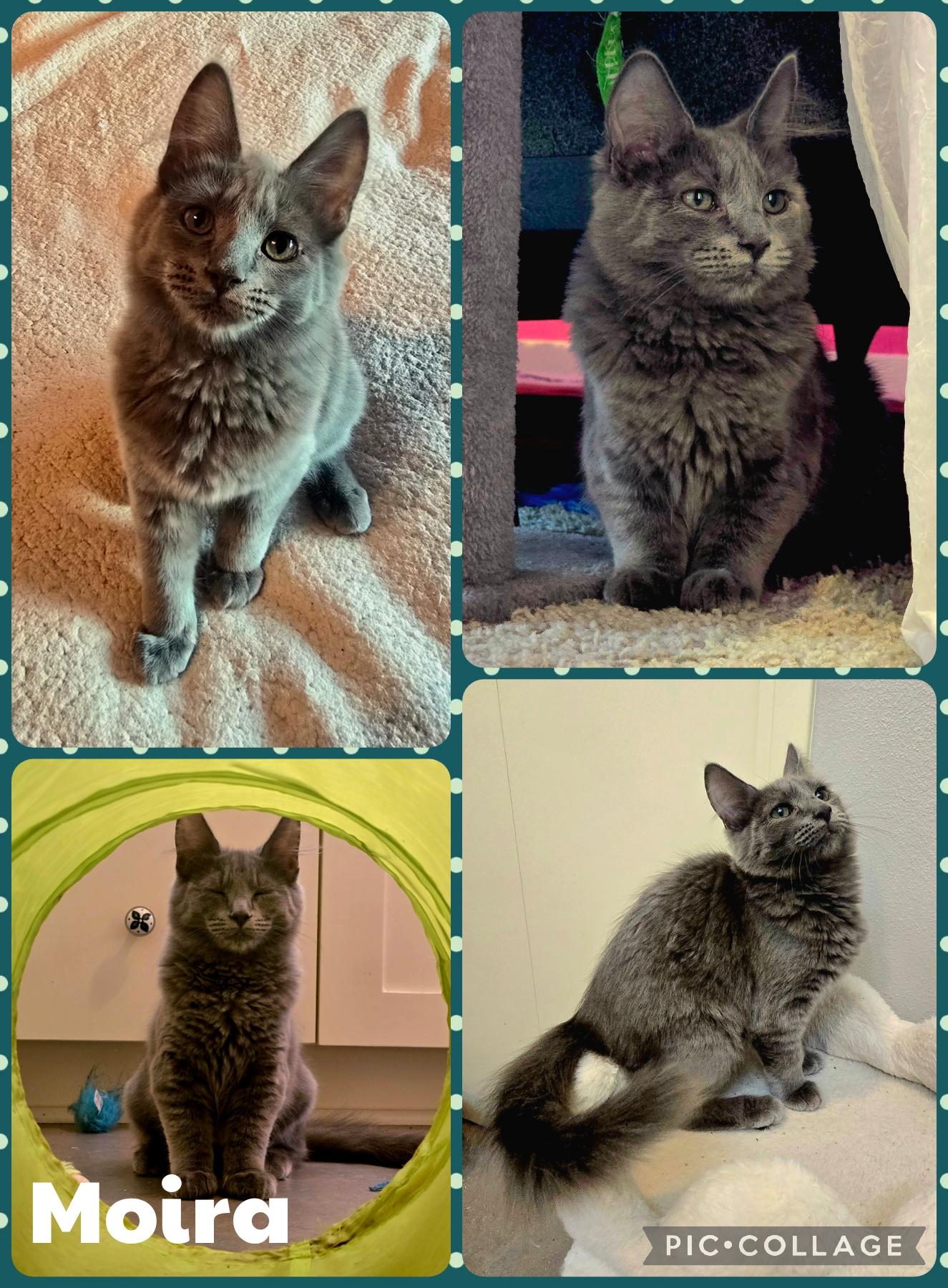 Enlarge Moira, an adopted Domestic Short Hair in Newberg, OR image 1/1