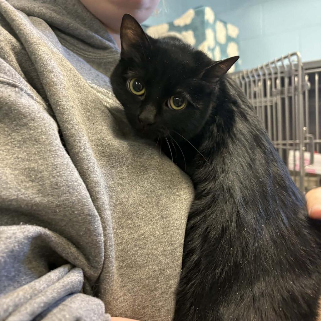 Enlarge Blueberry, a Adoptable Domestic Short Hair in Toms Brook, VA image 1/1