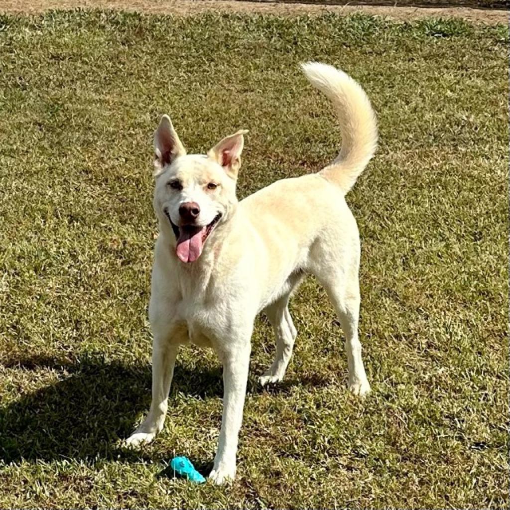 Chase (was Bacon) *AVAILABLE IN FOSTER HOME*, Adoptable, Adult Male Mixed Breed.