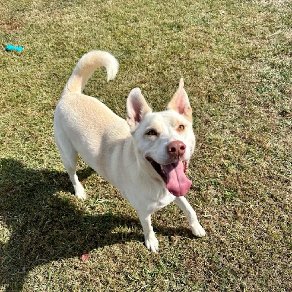 Chase (was Bacon) *AVAILABLE IN FOSTER HOME*, a Adoptable Mixed Breed in Columbiana, AL image 2/6