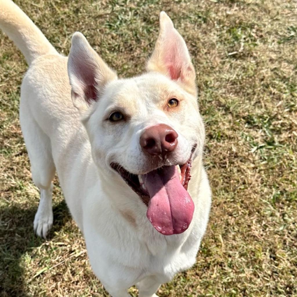 Chase (was Bacon) *AVAILABLE IN FOSTER HOME*, a Adoptable Mixed Breed in Columbiana, AL image 3/6