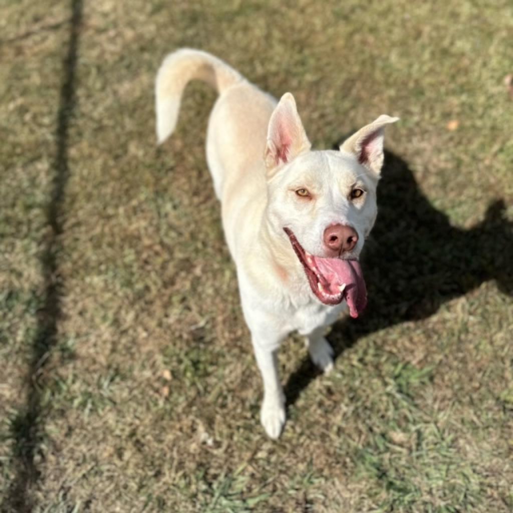 Chase (was Bacon) *AVAILABLE IN FOSTER HOME*, a Adoptable Mixed Breed in Columbiana, AL image 5/6