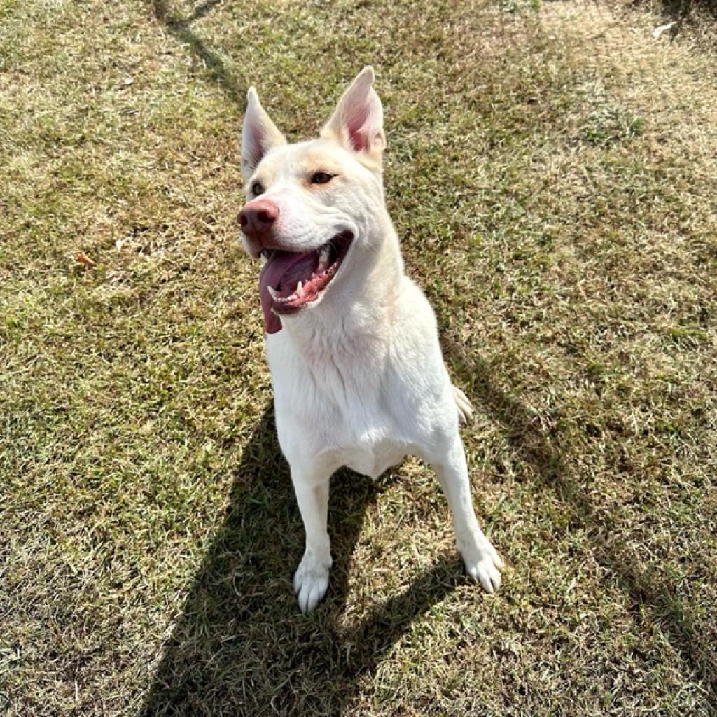 Chase (was Bacon) *AVAILABLE IN FOSTER HOME*, a Adoptable Mixed Breed in Columbiana, AL image 6/6