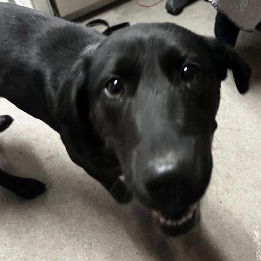 Ladybird, Adoptable, Adult Female Mixed Breed.