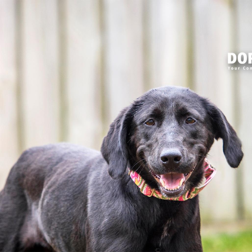 Enlarge Ladybird, a Adoptable Mixed Breed in Summerville, SC image 2/6
