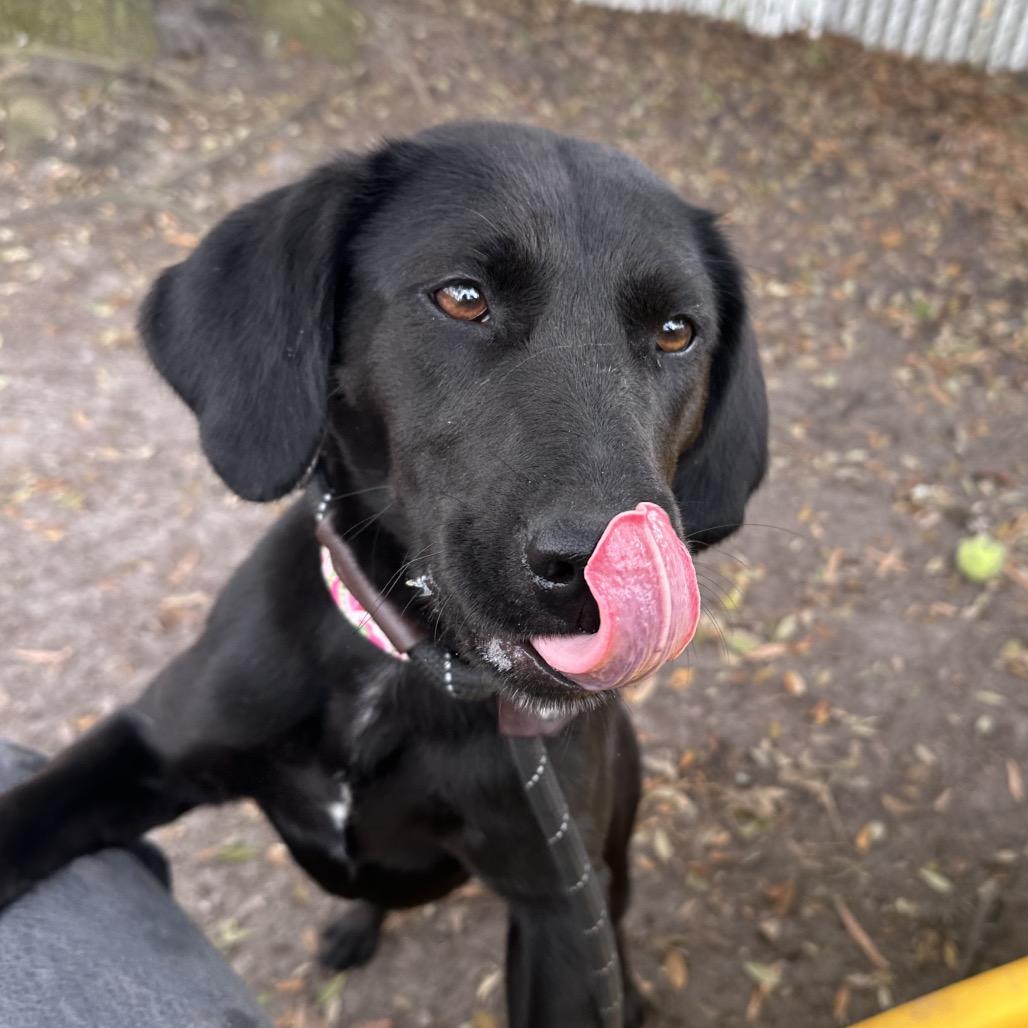 Enlarge Ladybird, a Adoptable Mixed Breed in Summerville, SC image 3/6