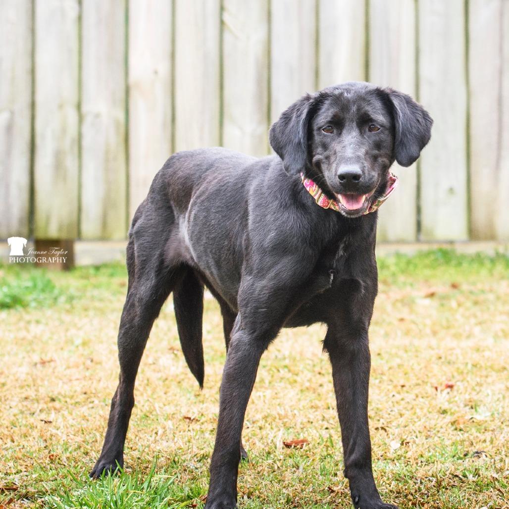 Enlarge Ladybird, a Adoptable Mixed Breed in Summerville, SC image 4/6