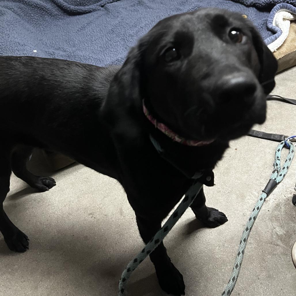 Enlarge Ladybird, a Adoptable Mixed Breed in Summerville, SC image 5/6