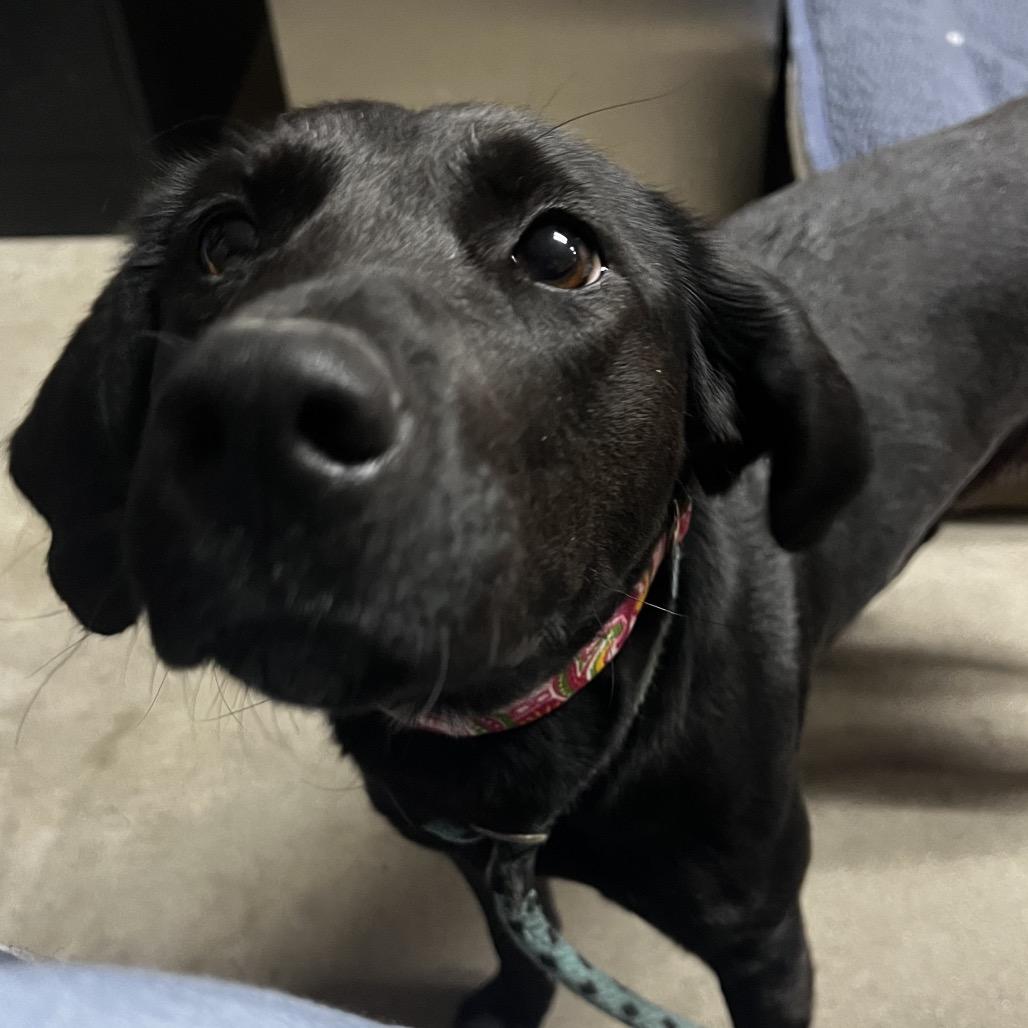 Enlarge Ladybird, a Adoptable Mixed Breed in Summerville, SC image 6/6