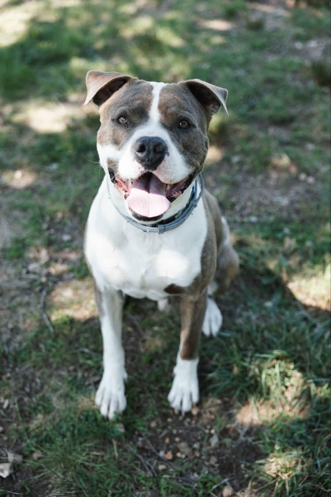 GATES, Adult Male Terrier