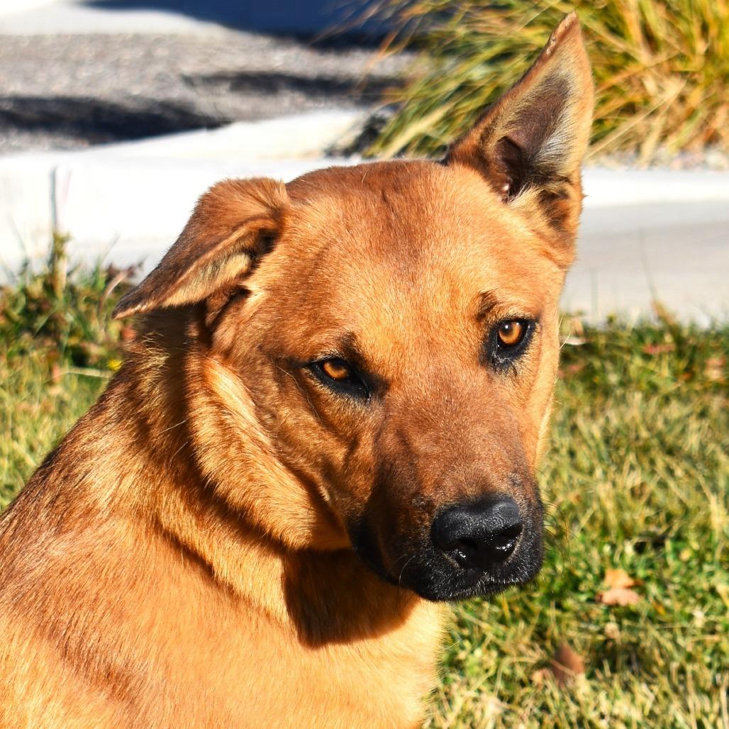 Dewey, a Adoptable mixed breed in Rifle, CO image 2/5