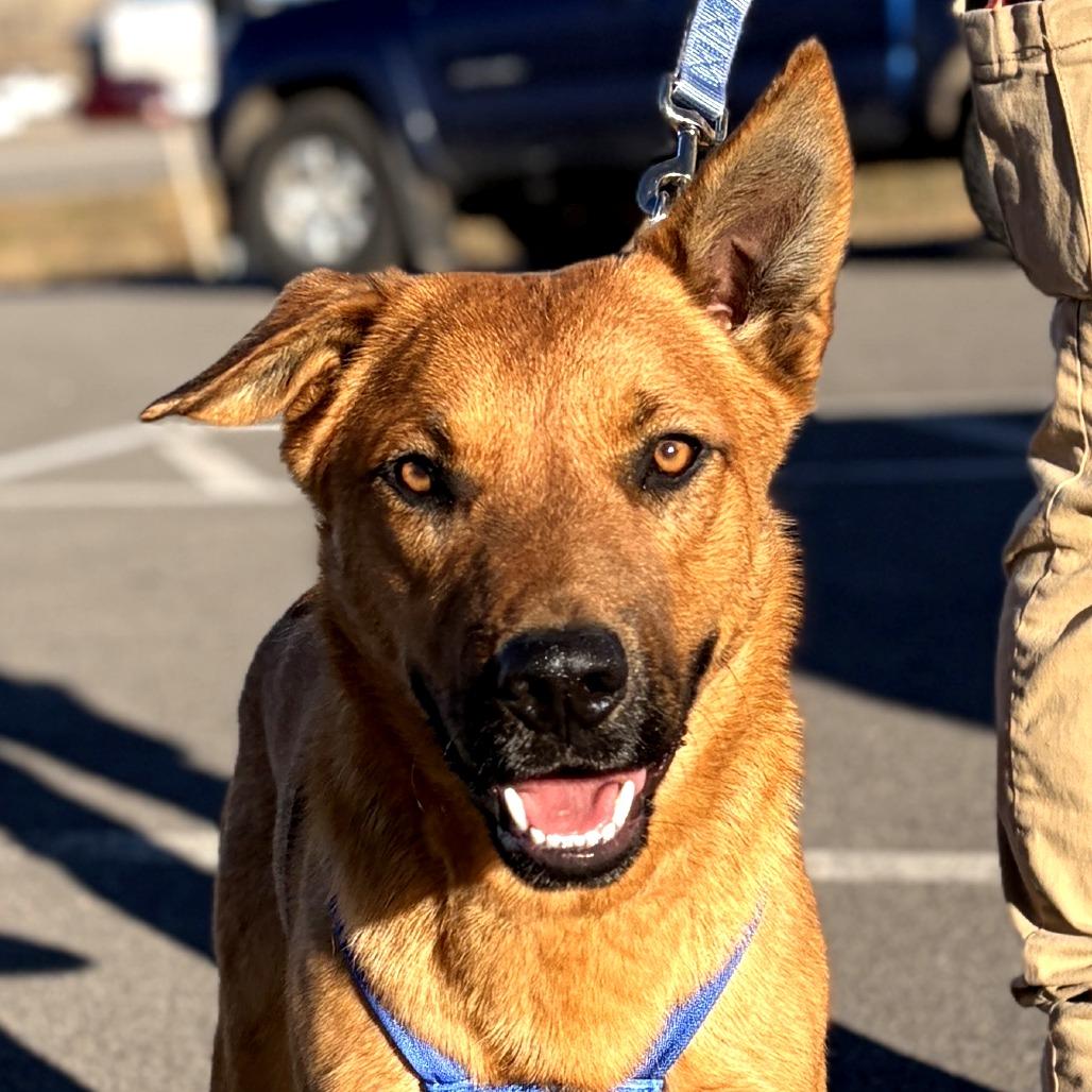 Dewey, a Adoptable mixed breed in Rifle, CO image 3/5