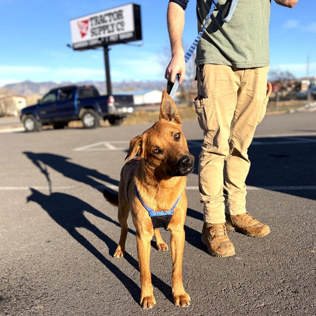 Dewey, a Adoptable mixed breed in Rifle, CO image 4/5