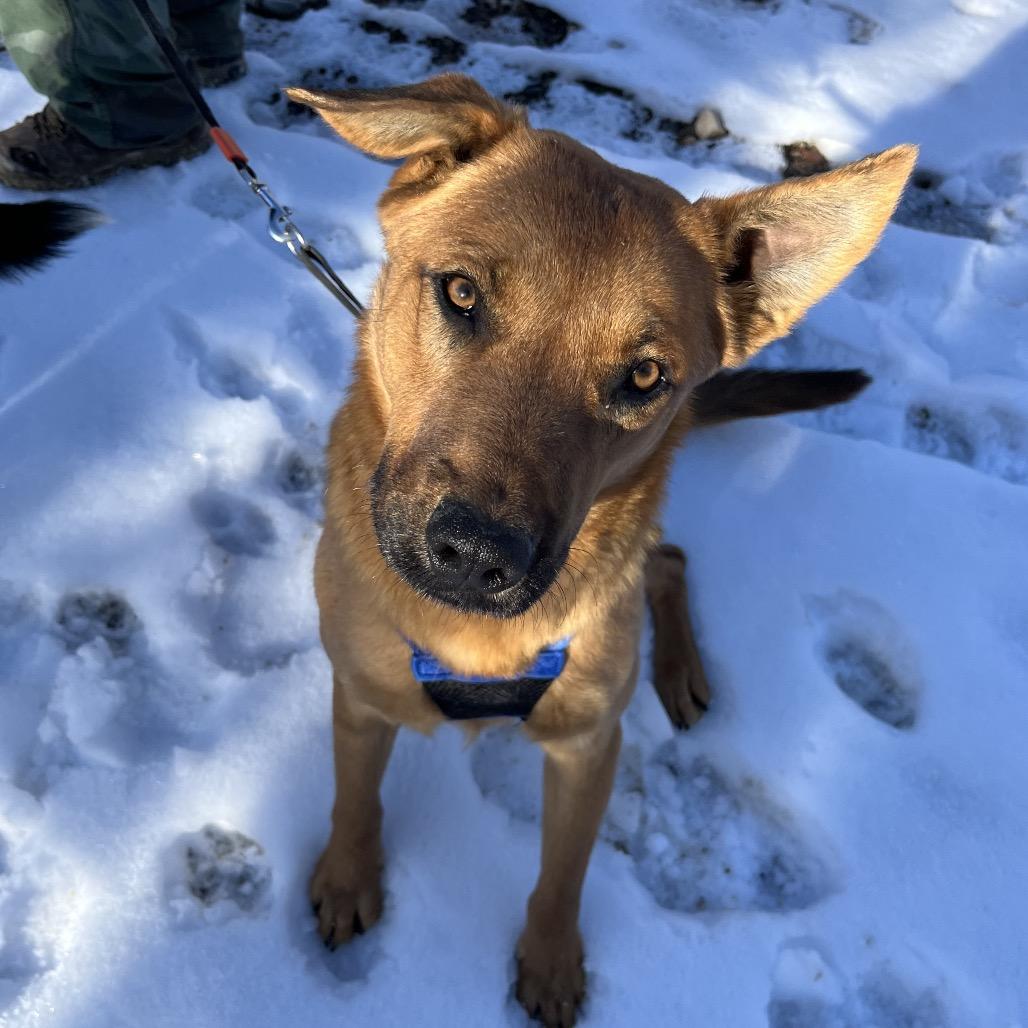 Dewey, a Adoptable mixed breed in Rifle, CO image 5/5
