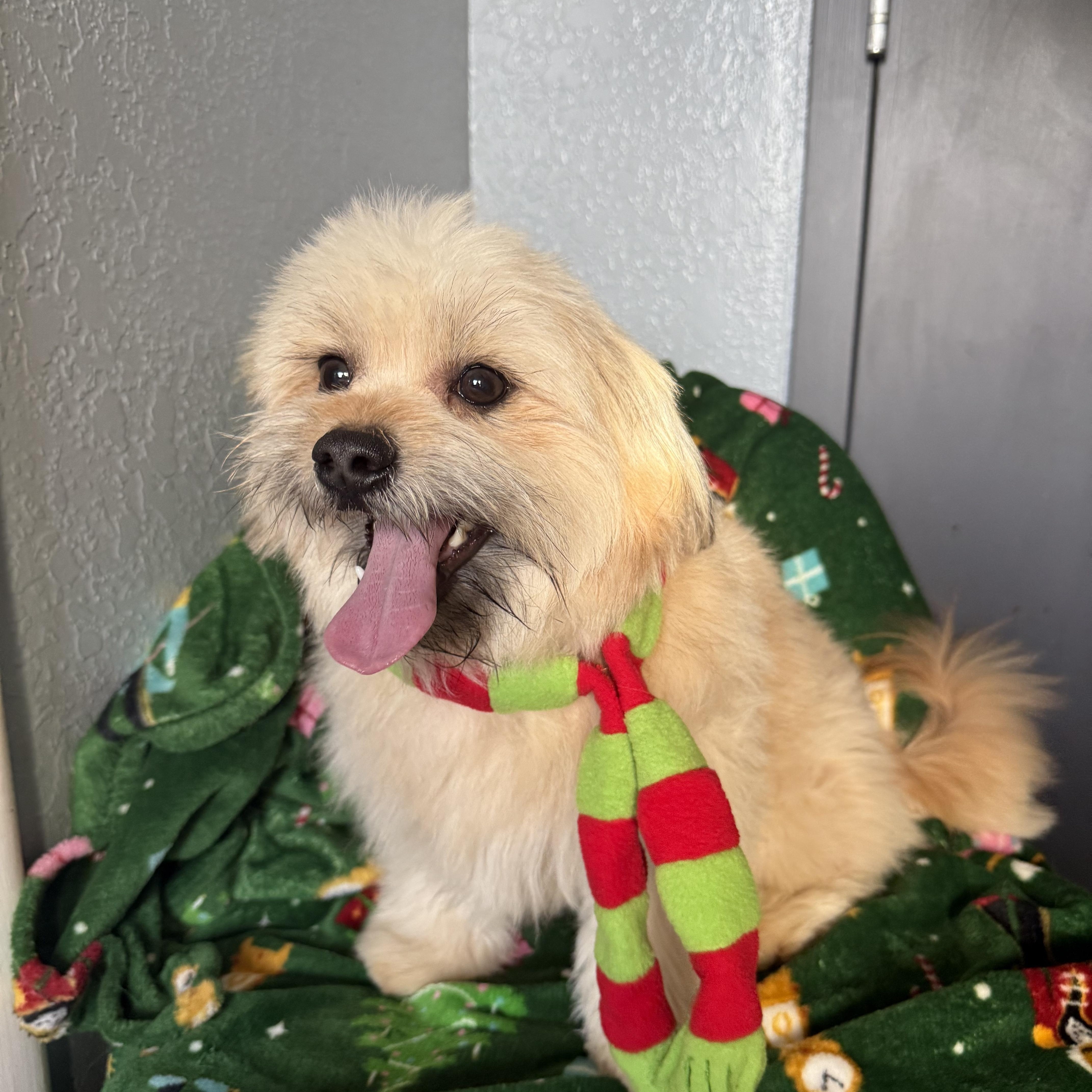 Enlarge Hermey Cornelius, an adopted mixed breed in Belleville, NJ image 5/5