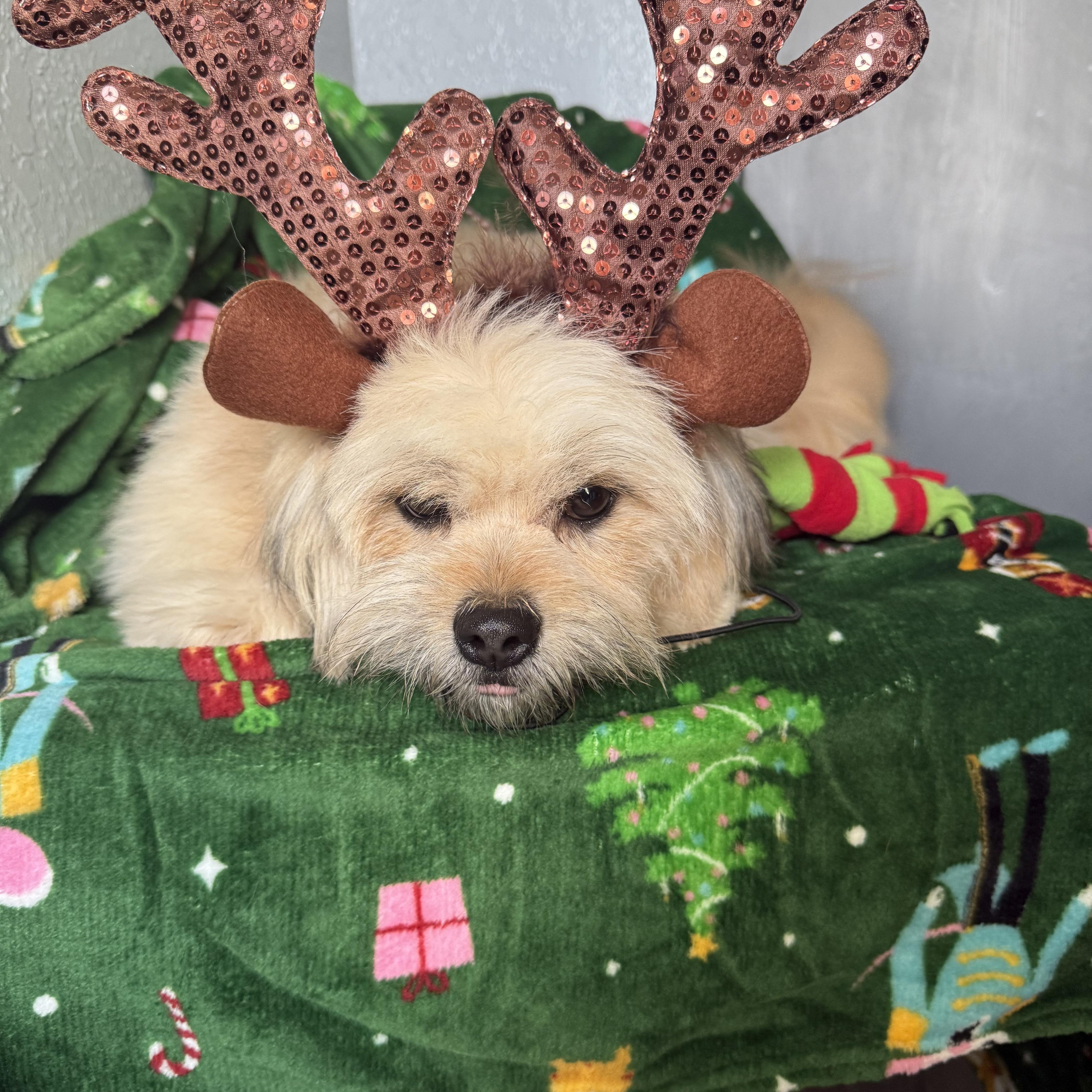 Enlarge Hermey Cornelius, an adopted mixed breed in Belleville, NJ image 3/5