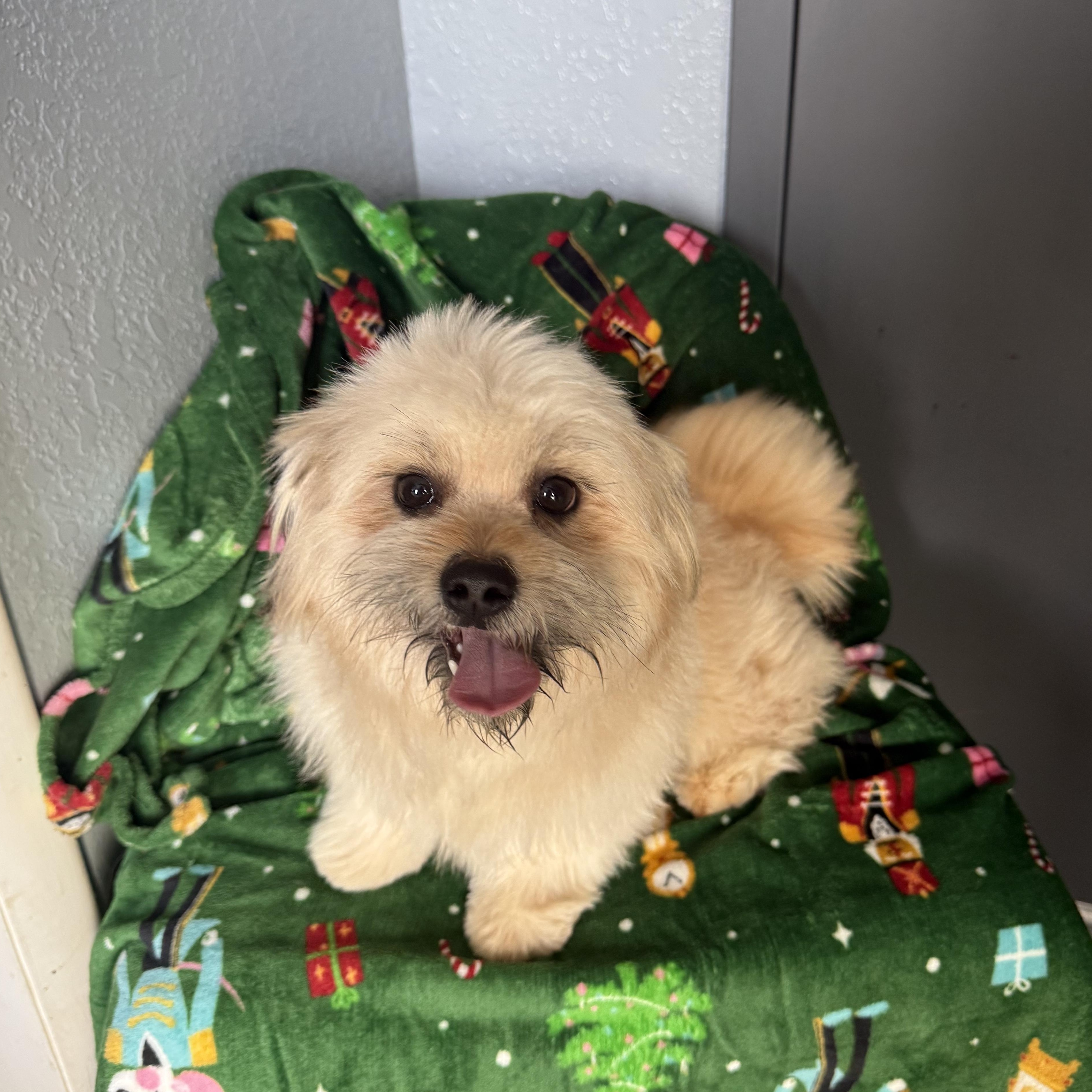 Hermey Cornelius, adopted, Young Male Havanese.