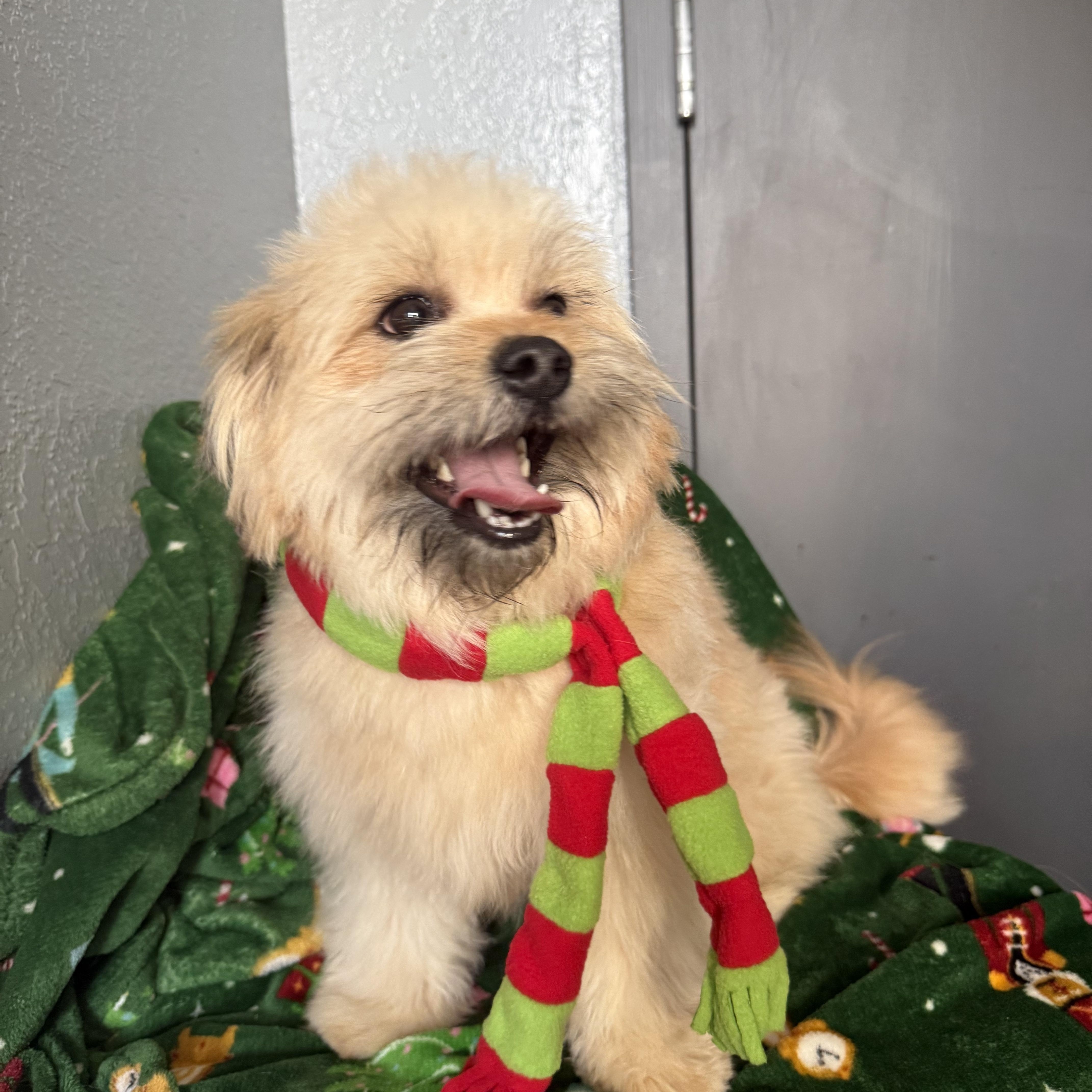 Enlarge Hermey Cornelius, an adopted mixed breed in Belleville, NJ image 2/5