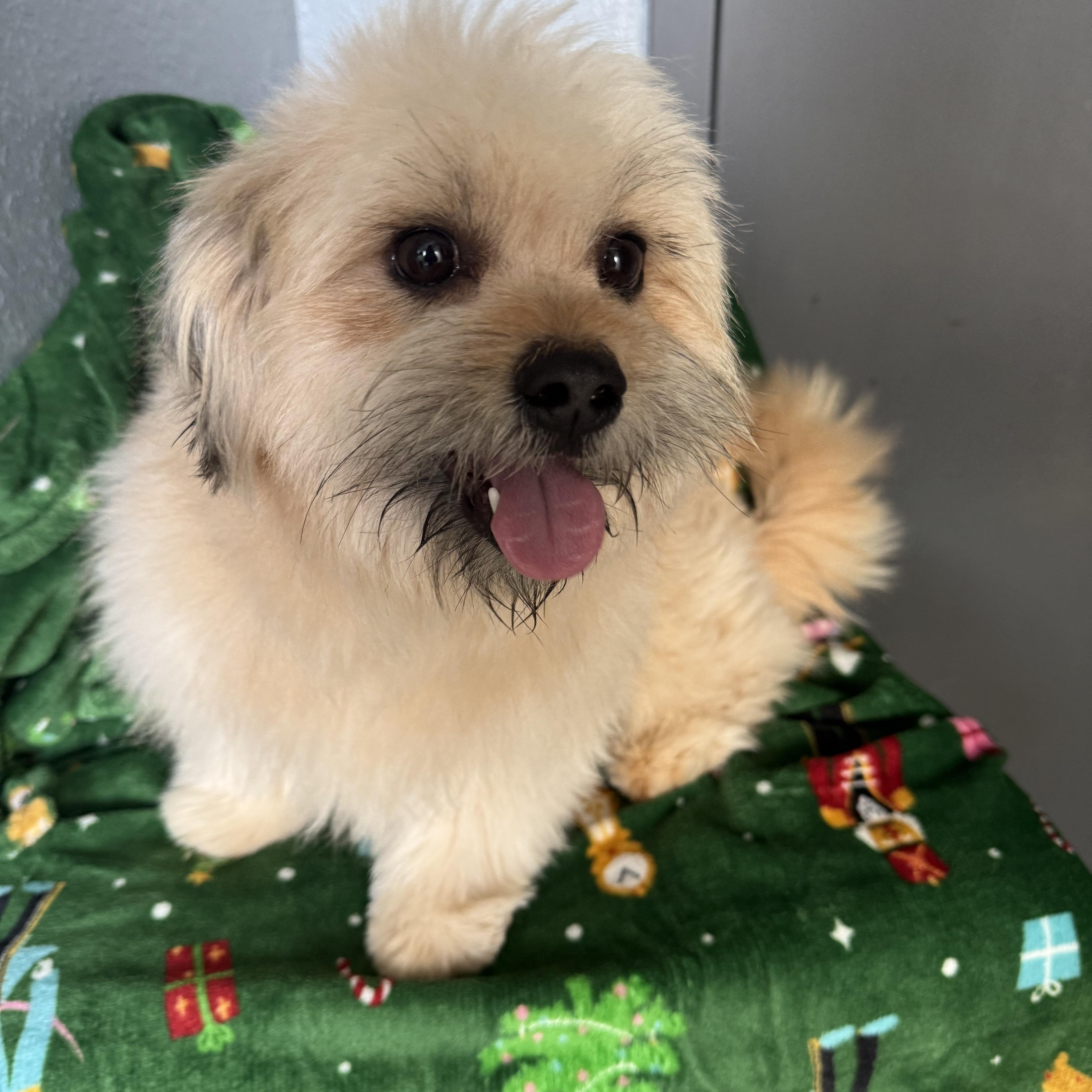 Enlarge Hermey Cornelius, an adopted mixed breed in Belleville, NJ image 4/5