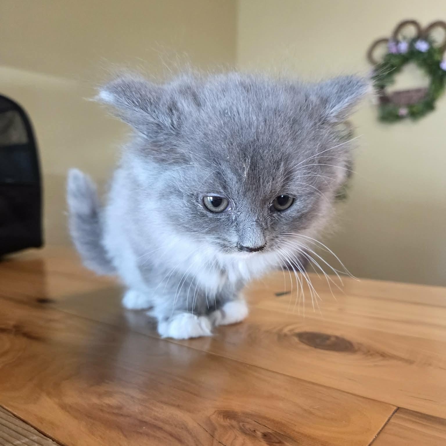 Enlarge Loaf, a Adopted Domestic Long Hair in Lancaster, KY image 3/4