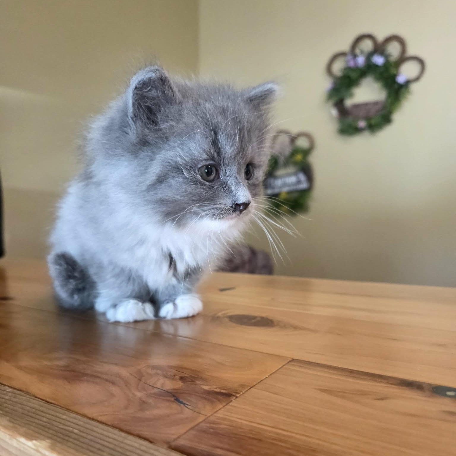 Enlarge Loaf, a Adopted Domestic Long Hair in Lancaster, KY image 4/4
