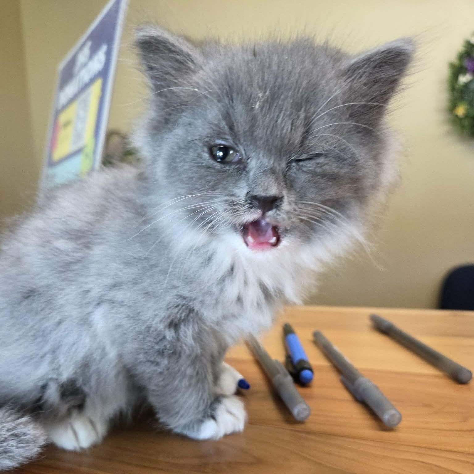 Enlarge Loaf, a Adopted Domestic Long Hair in Lancaster, KY image 2/4