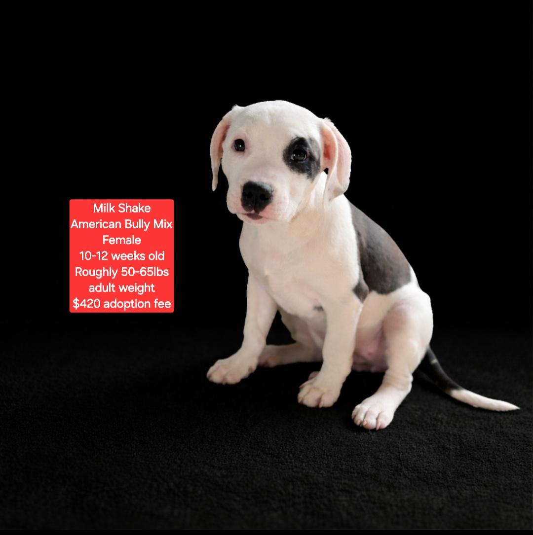 Enlarge Milk Shake, a ADOPTABLE mixed breed in Oviedo, FL image 1/1