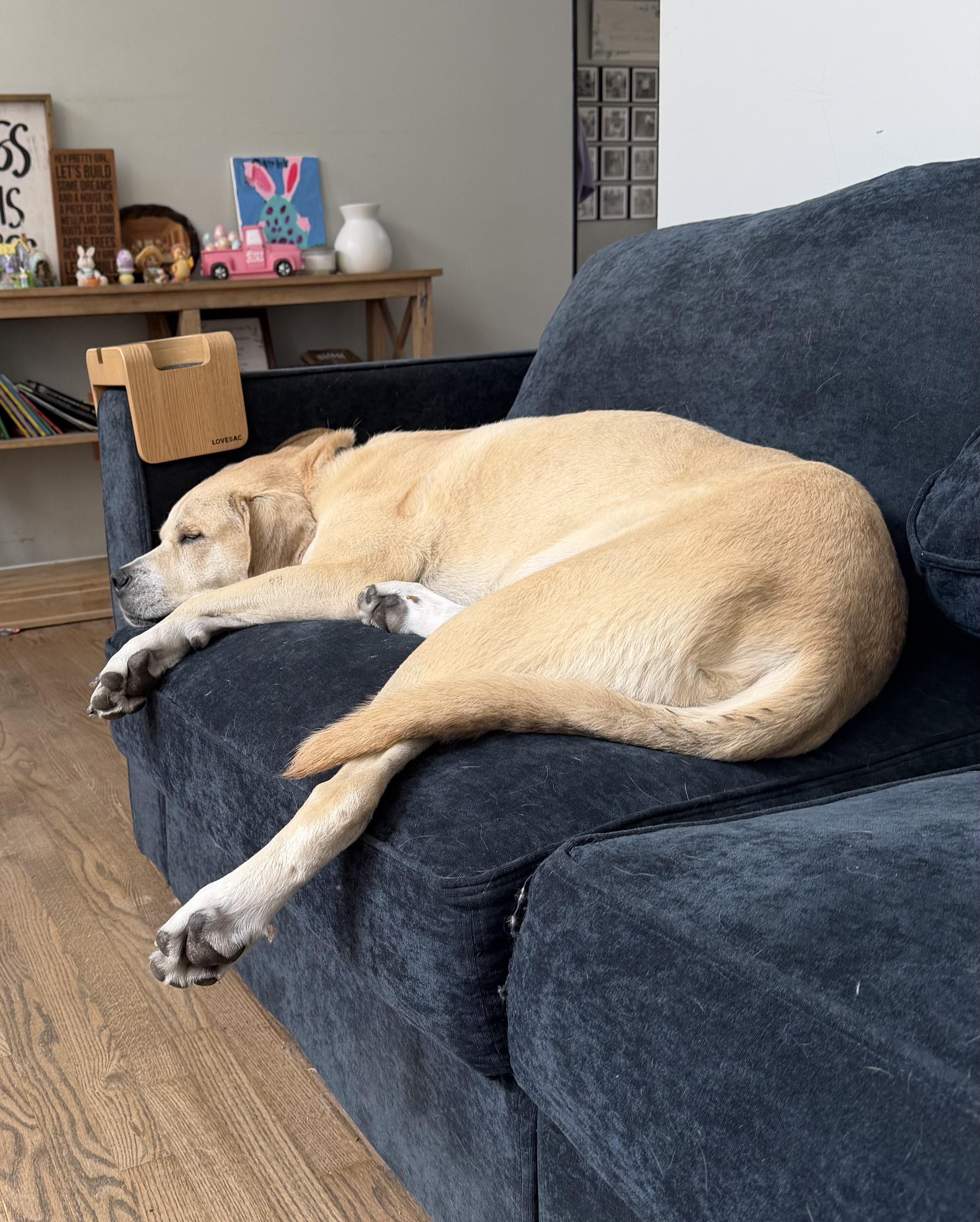 Enlarge Shiloh, a ADOPTABLE mixed breed in Louisville, KY image 2/3