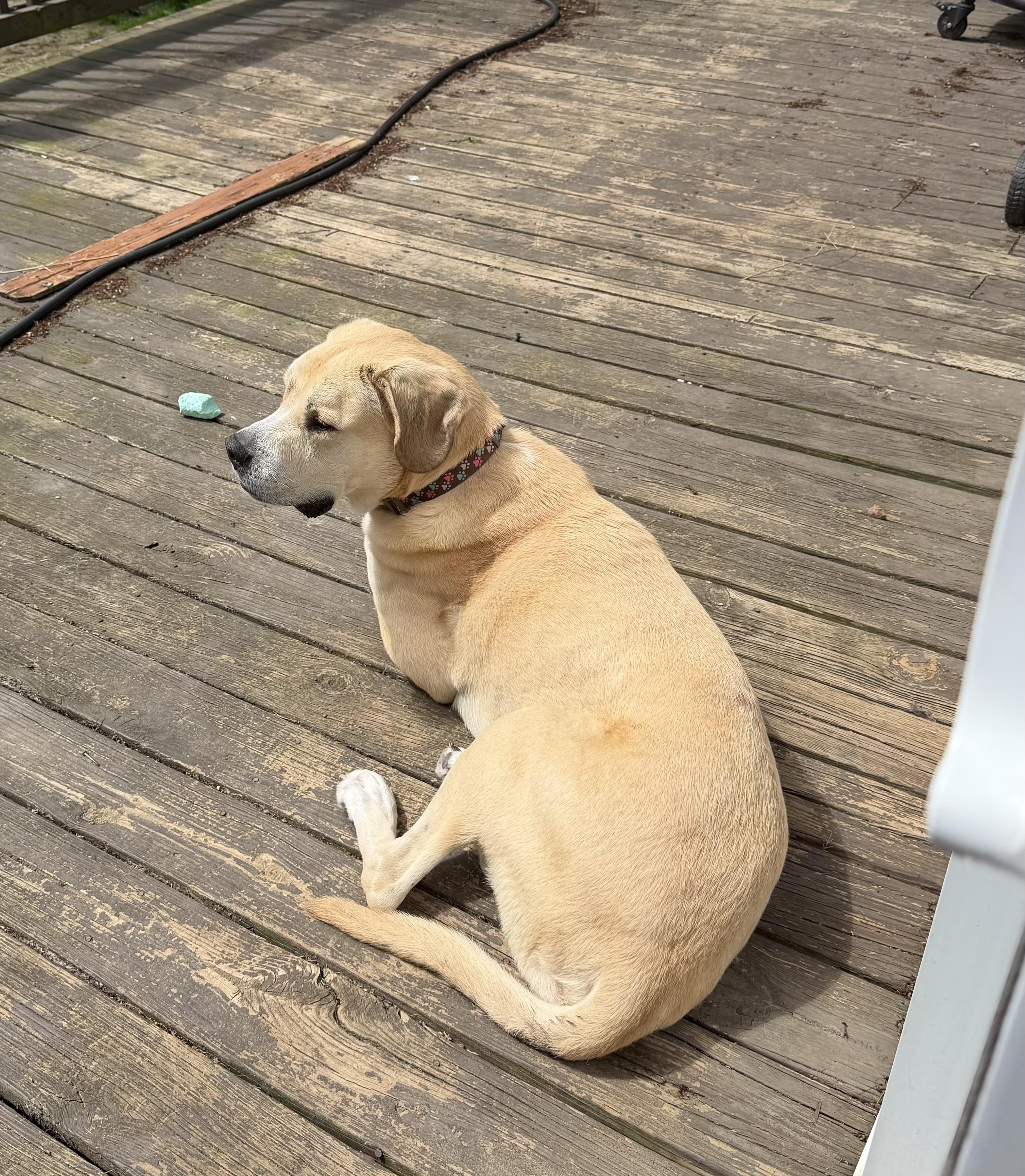 Enlarge Shiloh, a ADOPTABLE mixed breed in Louisville, KY image 3/3