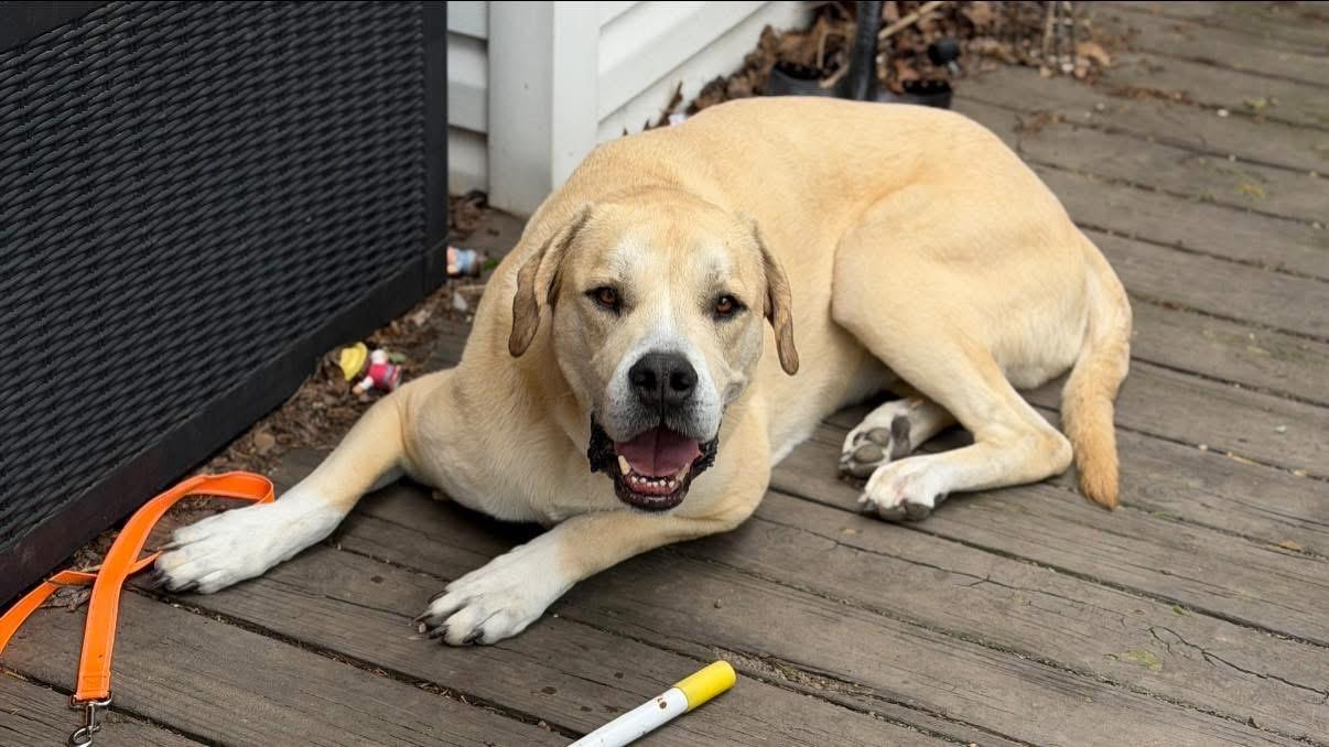 Shiloh, a ADOPTABLE mixed breed in Louisville, KY image 6/6