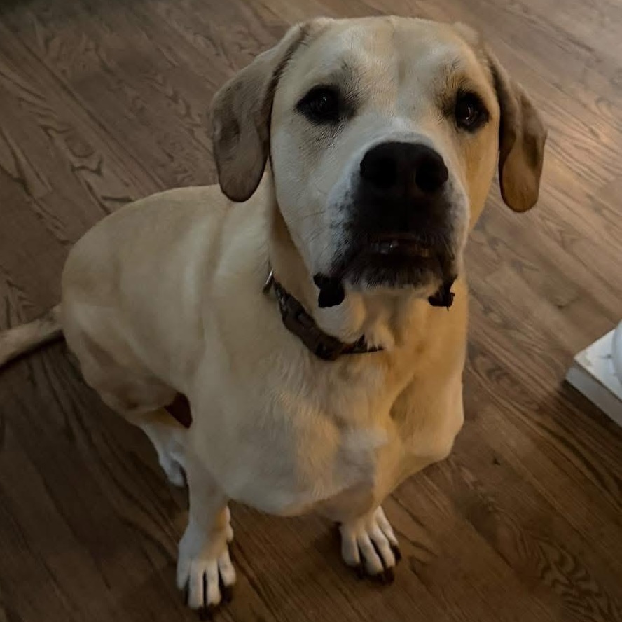 Shiloh, a ADOPTABLE mixed breed in Louisville, KY image 1/4
