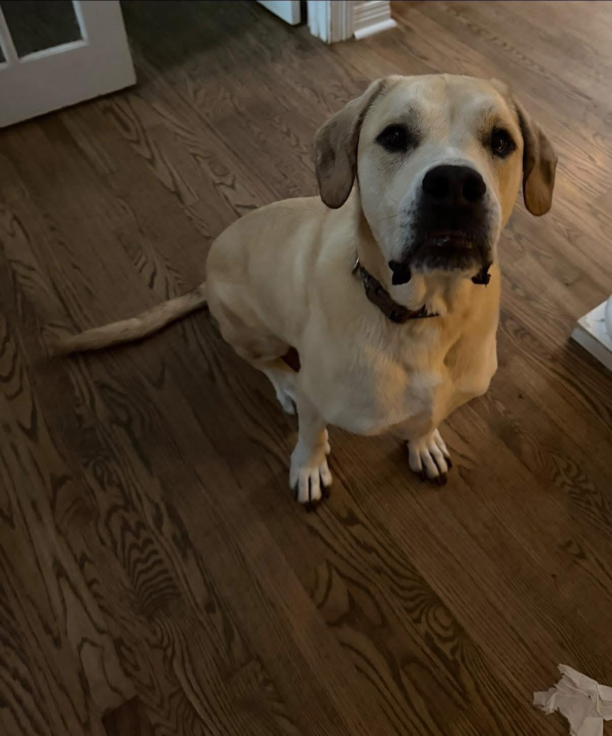 Shiloh, a ADOPTABLE mixed breed in Louisville, KY image 3/6