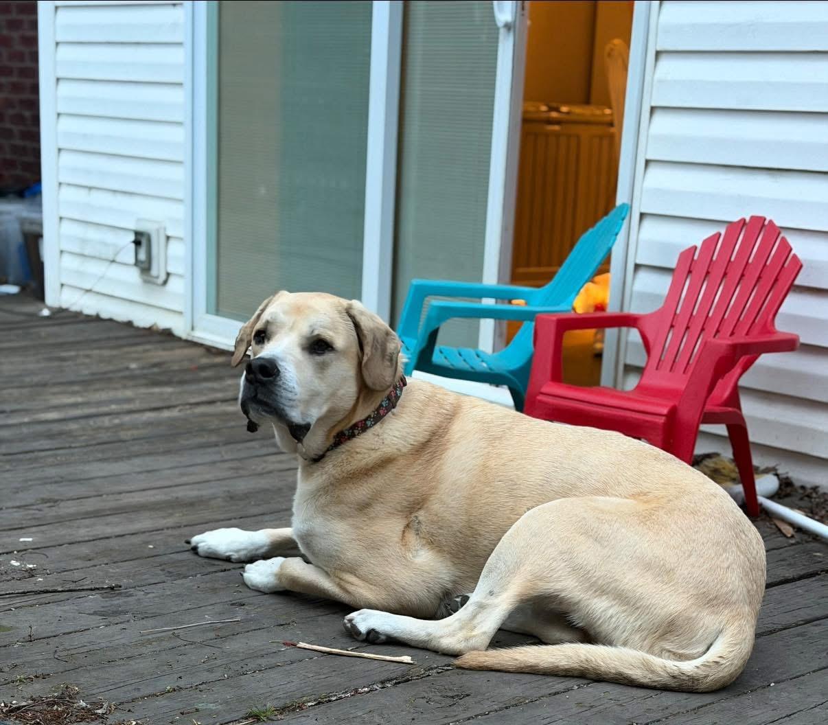 Shiloh, a ADOPTABLE mixed breed in Louisville, KY image 5/6