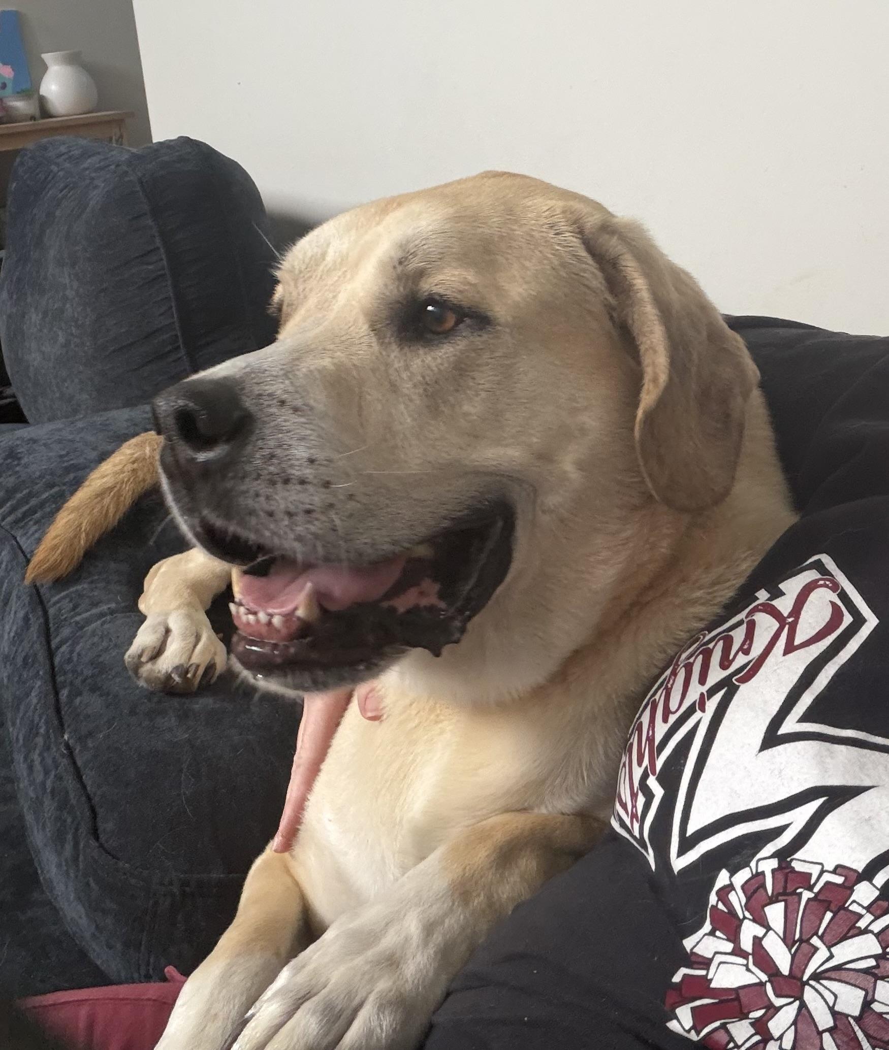 Enlarge Shiloh, a ADOPTABLE mixed breed in Louisville, KY image 1/3