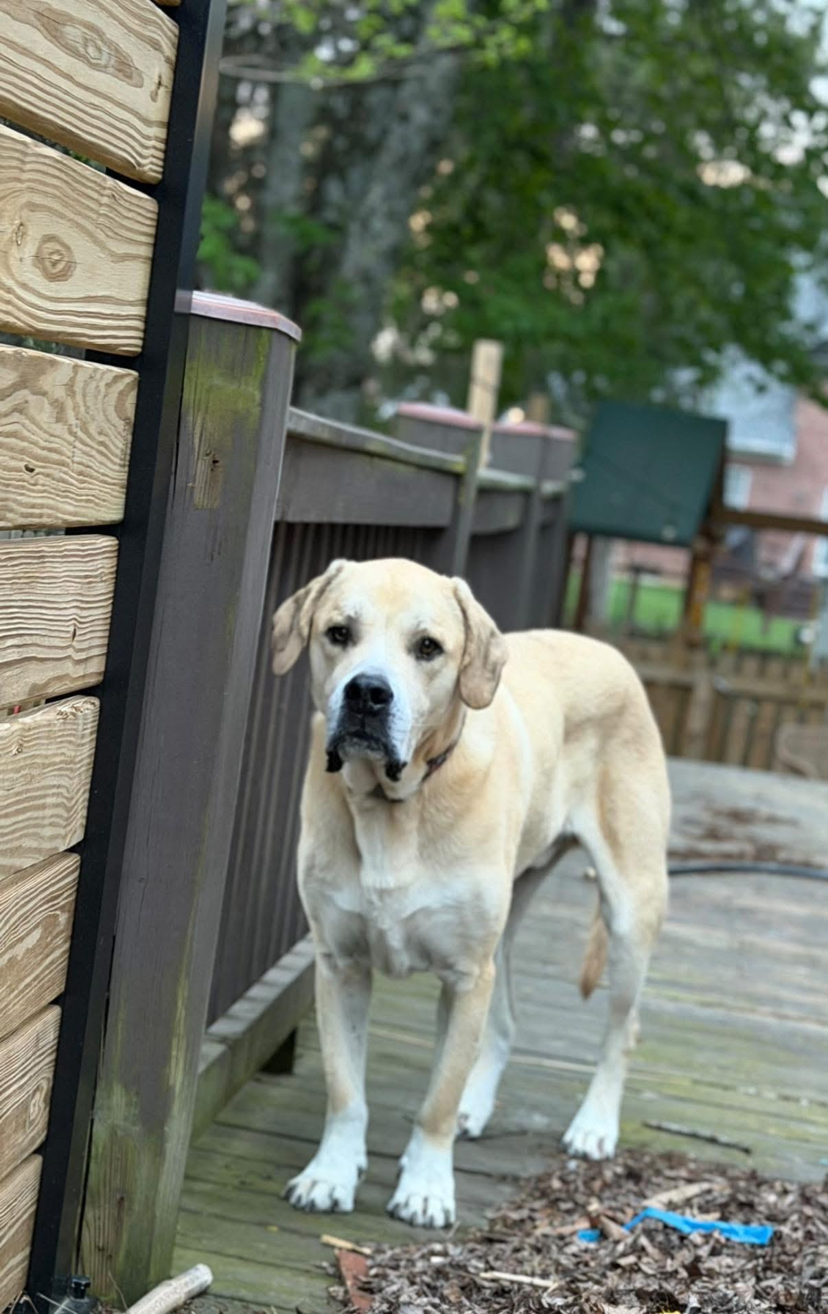 Shiloh, a ADOPTABLE mixed breed in Louisville, KY image 4/6